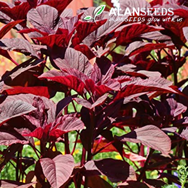Amaranth Red Organic Seeds – Heirloom, Open Pollinated, Non GMO – Grow Indoors, Outdoors, In Pots