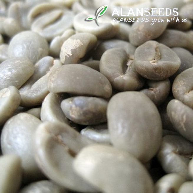 Arabica Coffee Seeds for planting Non GMO – Grow Outdoors