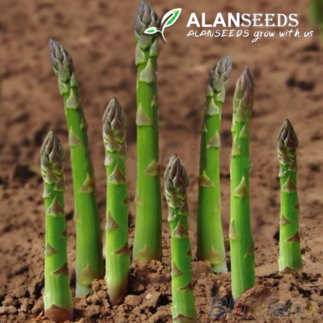Asparagus Green Organic Seeds – Heirloom, Open Pollinated, Non GMO