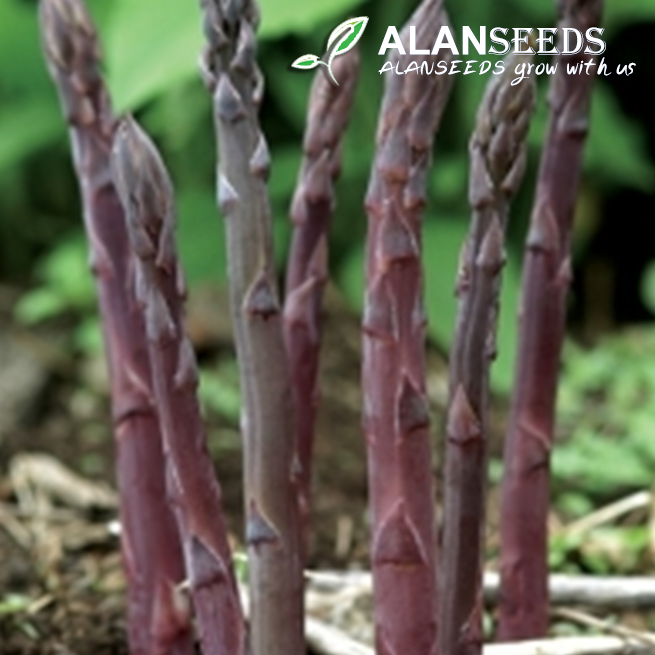 Asparagus Purple Organic Seeds – Heirloom, Open Pollinated, Non GMO