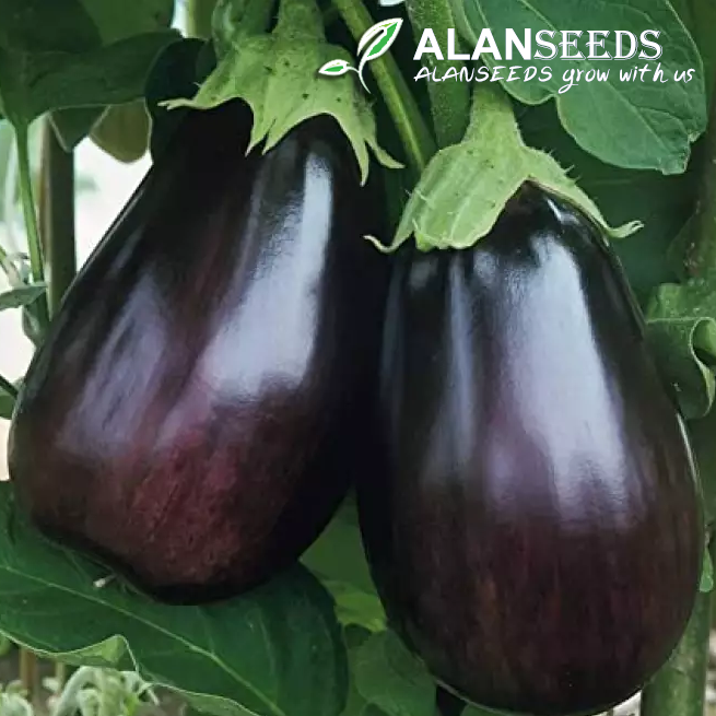Black Beauty Eggplant Organic Seeds – Heirloom, Open Pollinated, Non GMO – Grow Indoors, Outdoors, In Pots, Grow Beds, Soil, Hydroponics & Aquaponics