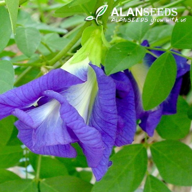 Butterfly Pea Organic Seeds Heirloom, Open Pollinated, Non GMO