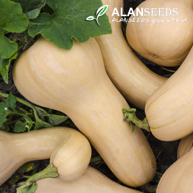 Butternut Squash Organic Seeds – Non GMO – Grow Indoors, Outdoors, In Pots, Grow Beds, Soil, Hydroponics & Aquaponics
