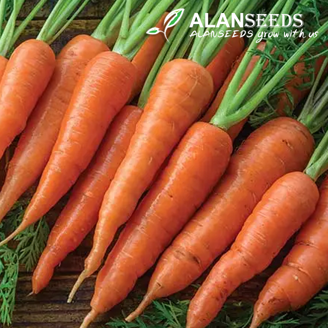 Carrot Organic Seeds - Grow Indoors, Outdoors, Pots, Grow Beds, Soil, Hydroponics & Aquaponics