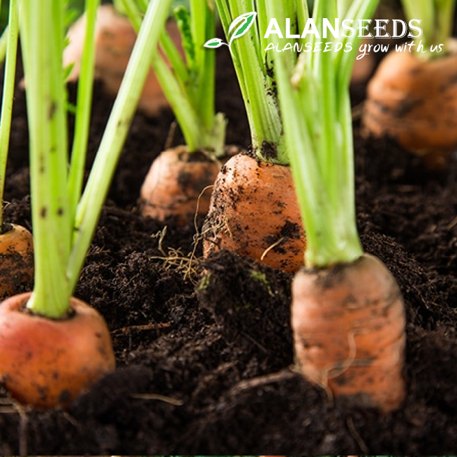 Carrot Organic Seeds - Grow Indoors, Outdoors, Pots, Grow Beds, Soil, Hydroponics & Aquaponics