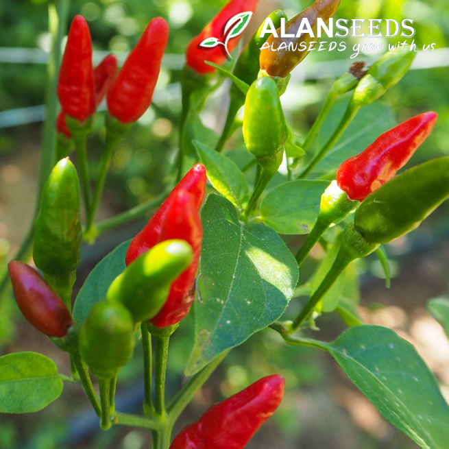 Chili Piri Piri Organic Seeds , Chili Hot pepper Seeds – Heirloom, Open Pollinated, Non GMO – Grow Indoors, Outdoors