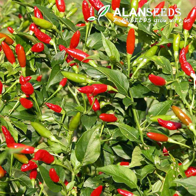 Chili Piri Piri Organic Seeds , Chili Hot pepper Seeds – Heirloom, Open Pollinated, Non GMO – Grow Indoors, Outdoors