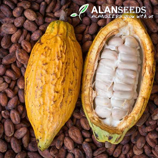 Cocoa Seeds for planting Non GMO – Grow Outdoors