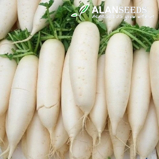 Daikon Radish Seeds USA White Carrot Winter Oriental Chinese Japanese Winter Luobo Vegetable Non GMO – Grow Indoors, Outdoors, In Pots, Grow Beds, Soil, Hydroponics & Aquaponics