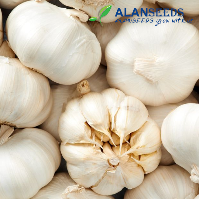 Garlic Organic Seeds – Heirloom, Open Pollinated, Non GMO – Grow Indoors, Outdoors, In Pots