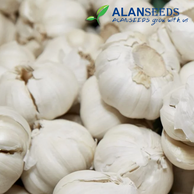 Garlic Organic Seeds – Heirloom, Open Pollinated, Non GMO – Grow Indoors, Outdoors, In Pots