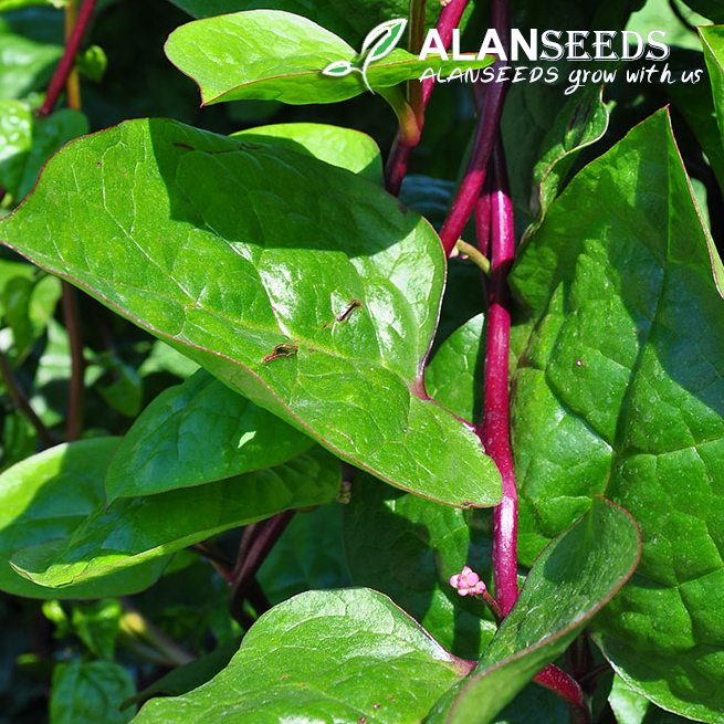 Giant Malabar Spinach Red Organic Seeds Heirloom, Open Pollinated, Non GMO – Grow Indoors, Outdoors