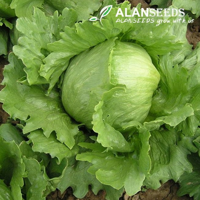 Iceberg Lettuce Organic Seeds - Grow Indoors, Outdoors, Pots, Grow Beds, Soil, Hydroponics & Aquaponics