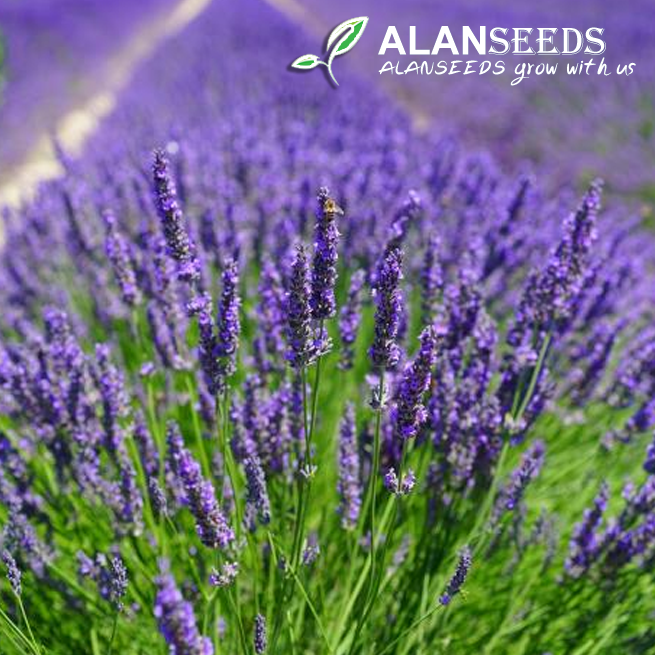 Lavender Organic Seeds – Heirloom, Open Pollinated, Non GMO – Grow Indoors, Outdoors, In Pots