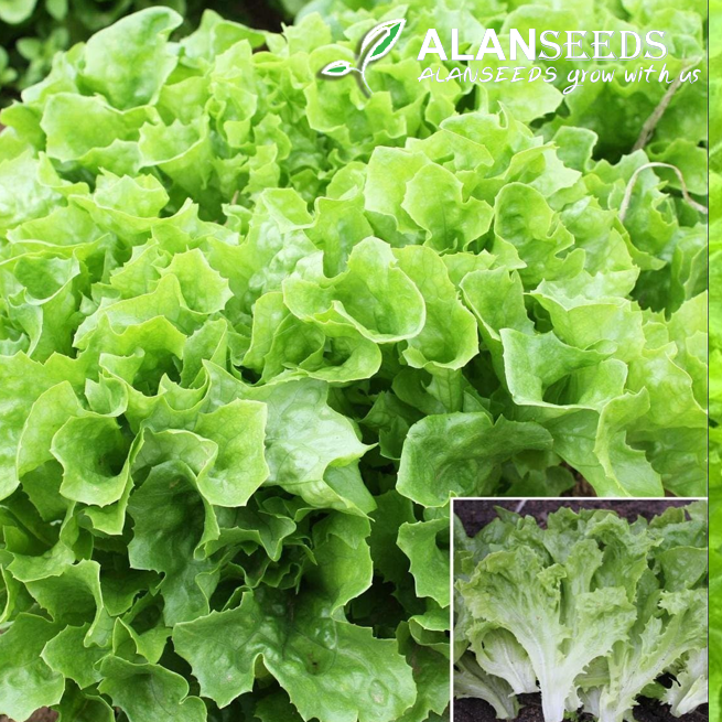 Lettuce Green Oak Leaf Salad Organic Seeds – Heirloom, Open Pollinated, Non GMO – Grow Indoors, Outdoors, In Pots, Grow Beds, Soil, Hydroponics & Aquaponics