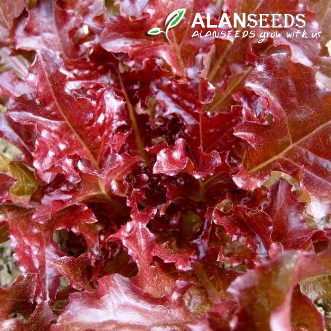 Lettuce Red Oak Leaf Salad Organic Seeds – Heirloom, Open Pollinated, Non GMO – Grow Indoors, Outdoors, In Pots, Grow Beds, Soil, Hydroponics & Aquaponics