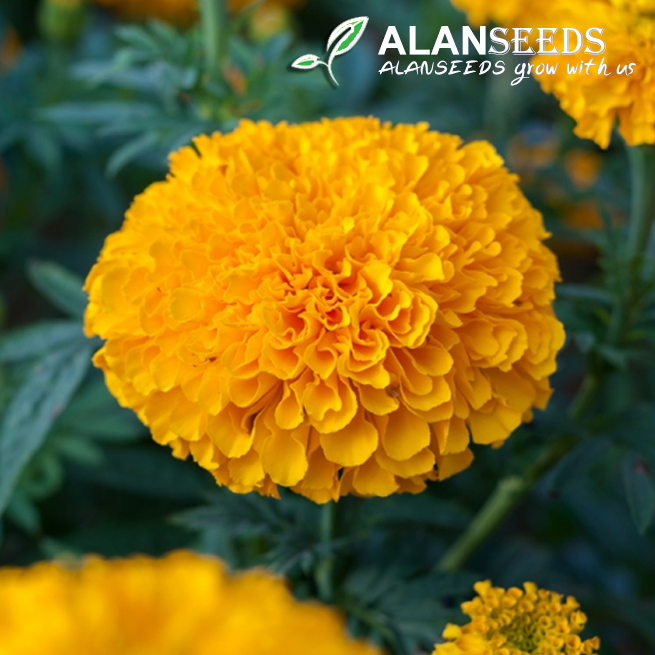 Marigold Organic Seeds – Heirloom, Open Pollinated, Non GMO – Grow Indoors, Outdoors, In Pots