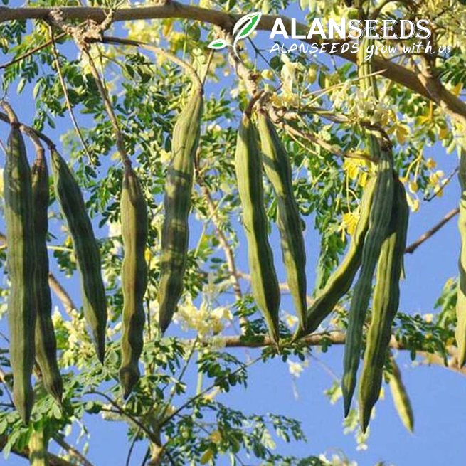 Moringa Oleifera Organic Seeds – Heirloom, Open Pollinated, Non GMO