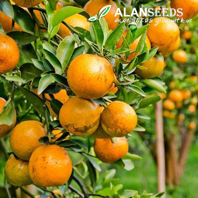 Orange Organic Seeds – Heirloom, Open Pollinated, Non GMO – Grow Indoors, Outdoors, In Pots