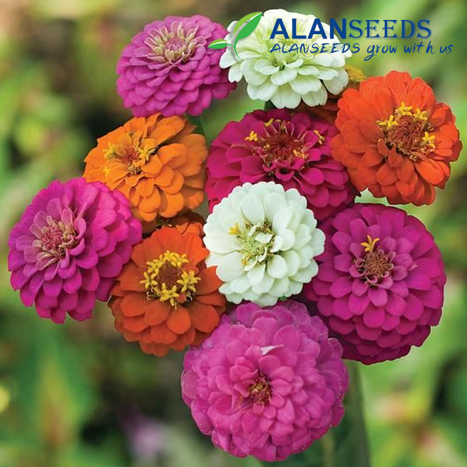 Pompon Zinnia Organic Seeds – Heirloom, Open Pollinated, Non GMO Fast Shipping