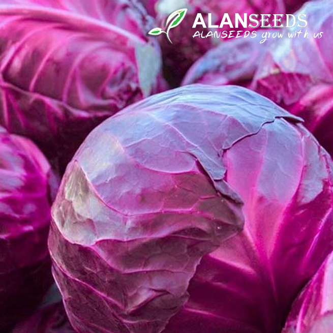 Red Cabbage Organic Seeds - Heirloom, Open Pollinated, Non GMO - Grow Indoors, Outdoors, In Pots