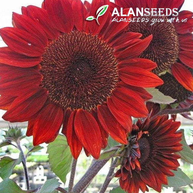 Red Sunflower Organic Seeds – Heirloom, Open Pollinated, Non GMO – Grow Indoors, Outdoors, In Pots