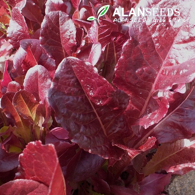 Red lettuce Batavian Seeds – Heirloom, Open Pollinated, Non GMO – Grow Indoors, Outdoors, In Pots, Grow Beds, Soil, Hydroponics & Aquaponics