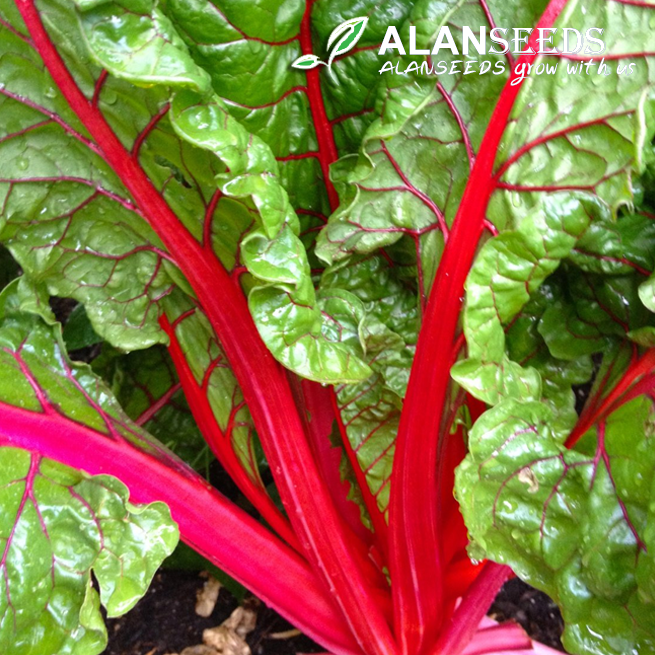 Ruby red Swiss Chard Organic Seeds – Heirloom, Open Pollinated, Non GMO – Grow Indoors, Outdoors, In Pots, Grow Beds, Soil, Hydroponics & Aquaponics
