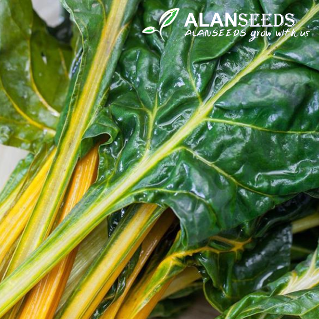 Ruby Yellow Swiss Chard Organic Seeds – Heirloom, Open Pollinated, Non GMO – Grow Indoors, Outdoors, In Pots, Grow Beds, Soil, Hydroponics & Aquaponics