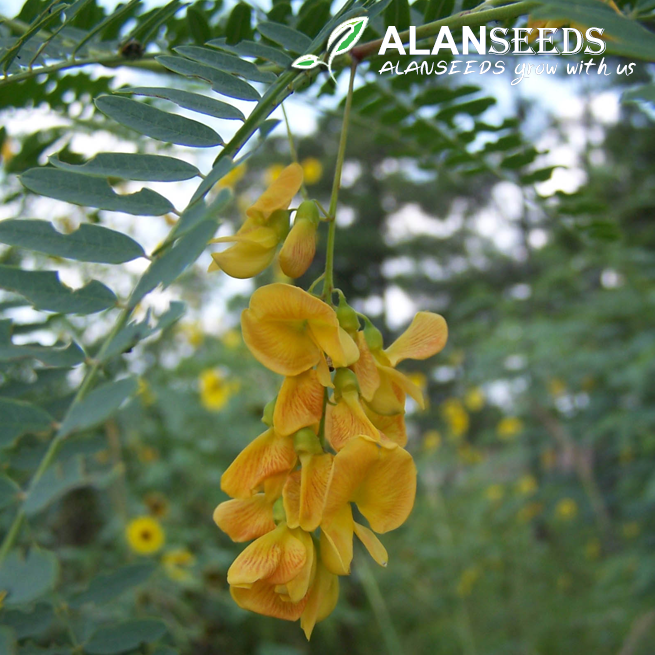 Sesbania Organic Seeds – Heirloom, Open Pollinated, Non GMO