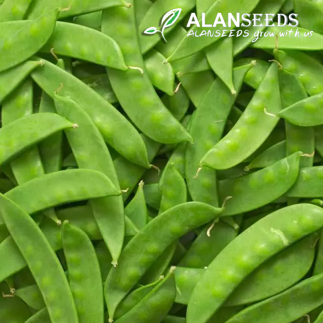 Snow Pea Organic Seeds – Heirloom, Open Pollinated, Non GMO Fast Shipping