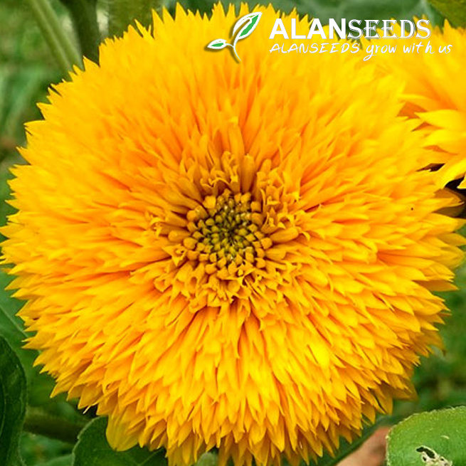 Teddy Bear Sunflower Organic Seeds Heirloom, Open Pollinated, Non GMO – Grow Indoors, Outdoors