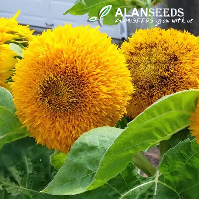 Teddy Bear Sunflower Organic Seeds Heirloom, Open Pollinated, Non GMO – Grow Indoors, Outdoors