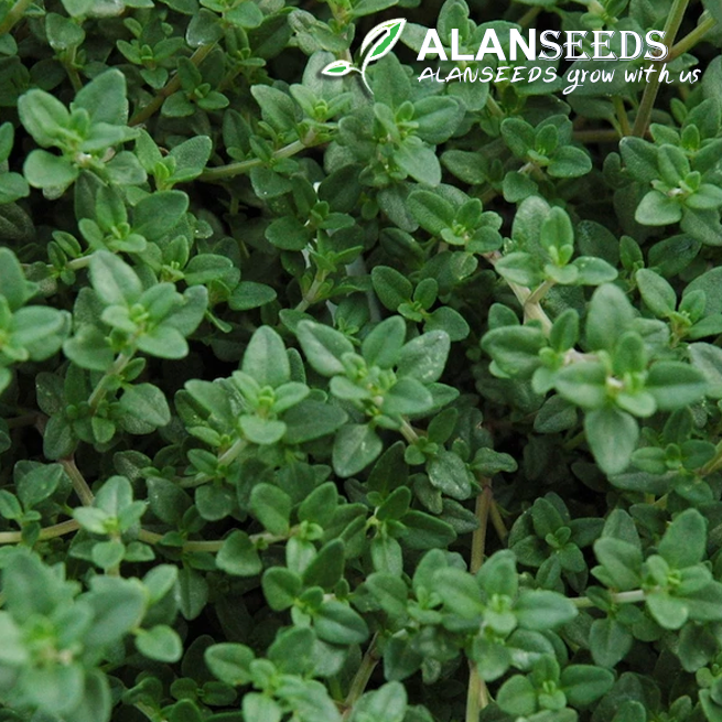 Thyme Organic Seeds - Heirloom, Open Pollinated, Non GMO - Grow Indoors, Outdoors, In Pots, Grow Beds, Soil, Hydroponics & Aquaponics