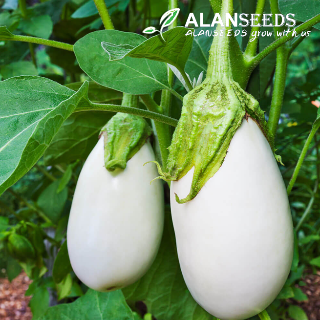 White Eggplant Seeds – Heirloom, Open Pollinated, Non GMO – Grow Indoors, Outdoors, In Pots