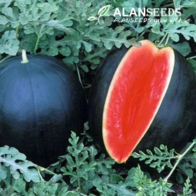 Black Watermelon Seeds Heirloom, Open Pollinated, Non GMO - Grow Indoors, Outdoors, In Pots, Grow Beds, Soil, Hydroponics & Aquaponics