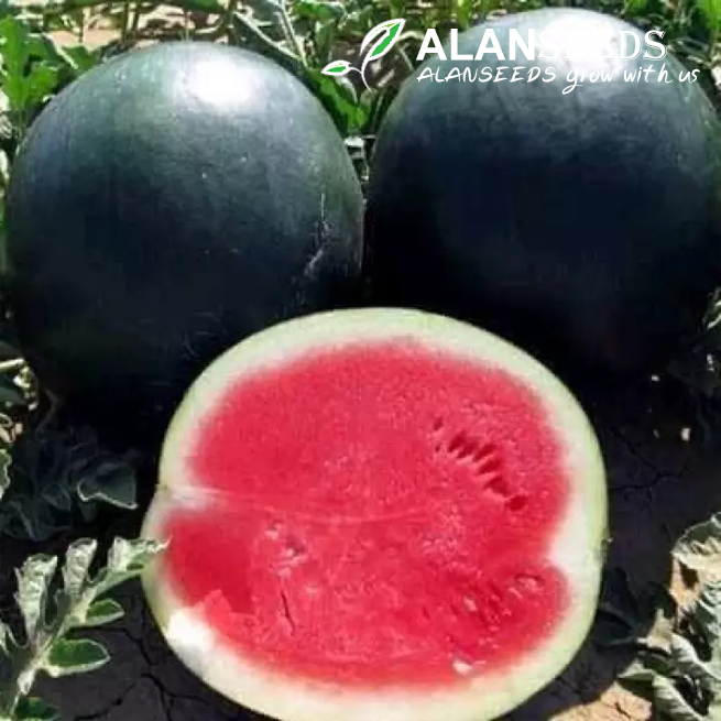 Black Watermelon Seeds Heirloom, Open Pollinated, Non GMO - Grow Indoors, Outdoors, In Pots, Grow Beds, Soil, Hydroponics & Aquaponics