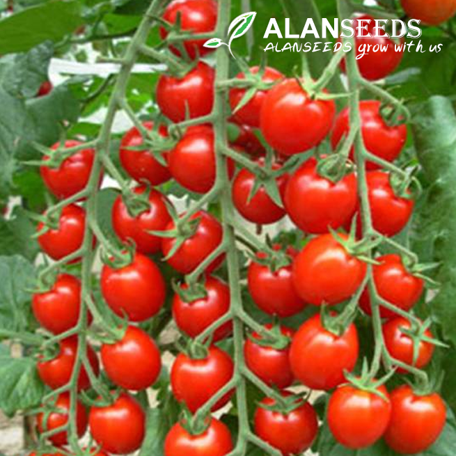 Cherry Tomato Seeds - Non GMO - Grow Indoors, Outdoors