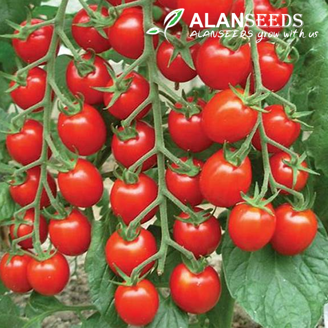 Cherry Tomato Seeds - Non GMO - Grow Indoors, Outdoors