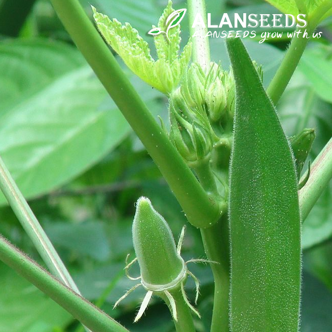 Okra Organic Seeds - Heirloom, Open Pollinated, Non GMO - Grow Indoors, Outdoors, In Pots, Grow Beds, Soil, Hydroponics & Aquaponics