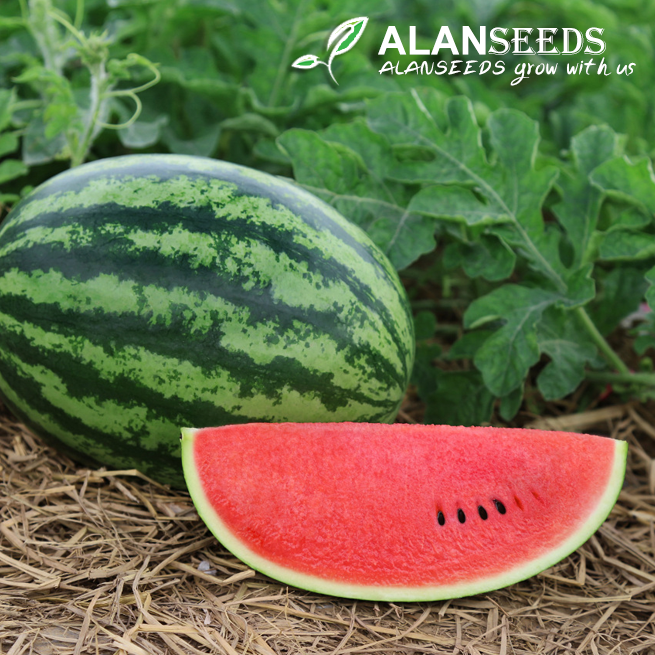 Red Watermelon Seeds Heirloom, Open Pollinated, Non GMO - Grow Indoors, Outdoors, In Pots, Grow Beds, Soil, Hydroponics & Aquaponics
