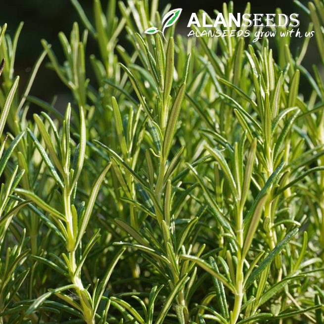 rosemary seeds – Heirloom, Open Pollinated, Non GMO – Grow Indoors, Outdoors, In Pots, Grow Beds, Soil, Hydroponics & Aquaponics