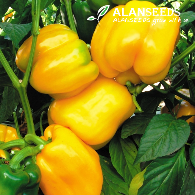 Sweet Yellow Pepper Organic Seeds - Heirloom, Open Pollinated, Non GMO - Grow Indoors, Outdoors
