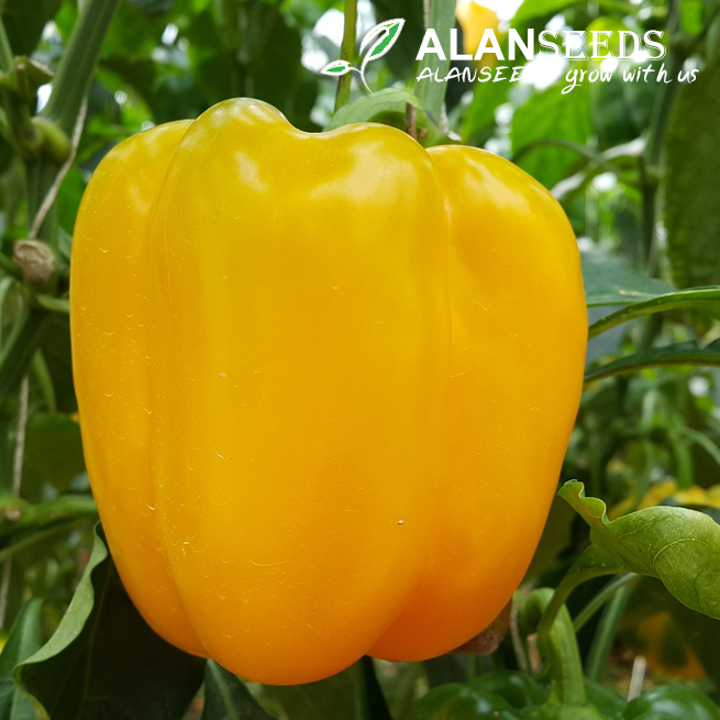 Sweet Yellow Pepper Organic Seeds - Heirloom, Open Pollinated, Non GMO - Grow Indoors, Outdoors