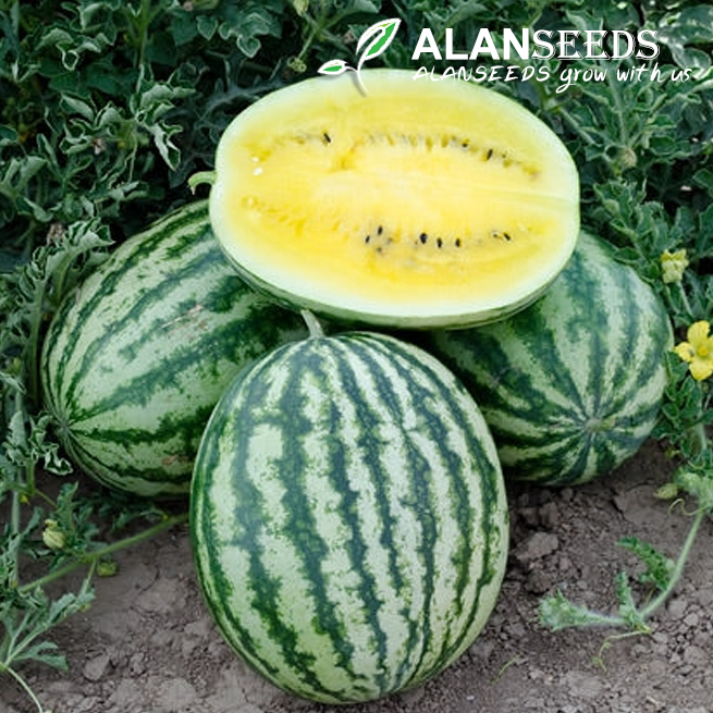 Yellow Watermelon Seeds Heirloom, Open Pollinated, Non GMO - Grow Indoors, Outdoors, In Pots, Grow Beds, Soil, Hydroponics & Aquaponics