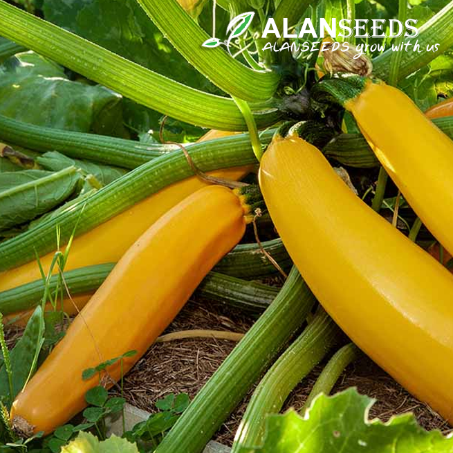 Zucchini Yellow Seeds – Heirloom, Open Pollinated, Non GMO – Grow Indoors, Outdoors, In Pots, Grow Beds, Soil, Hydroponics & Aquaponics